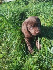 Labrador - vrouwelijk - beschikbaar vanaf 26/10